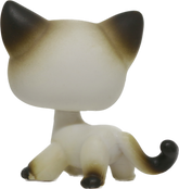 #0005 Shorthair Cat